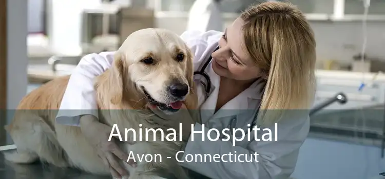 Animal Hospital Avon - Connecticut