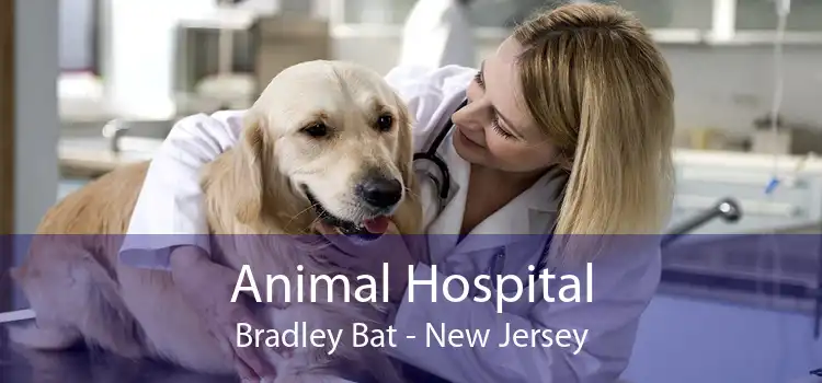 Animal Hospital Bradley Bat - New Jersey