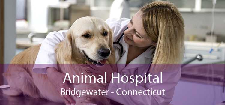 Animal Hospital Bridgewater - Connecticut
