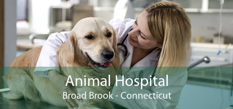 Animal Hospital Broad Brook - Connecticut