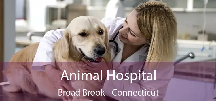 Animal Hospital Broad Brook - Connecticut