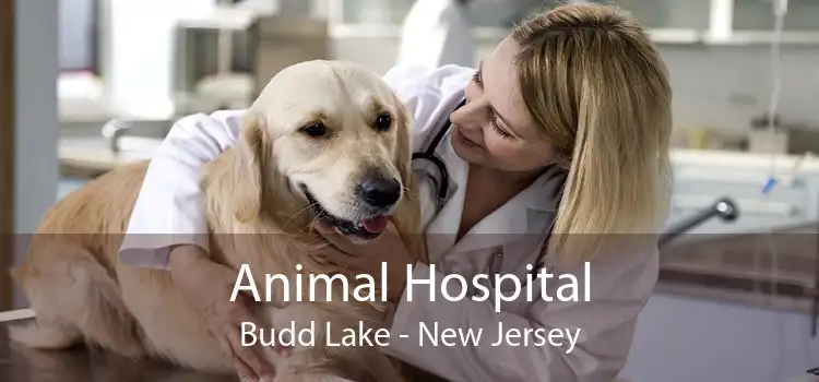Animal Hospital Budd Lake - New Jersey