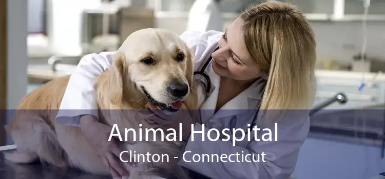 Animal Hospital Clinton - Connecticut
