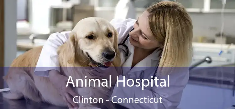 Animal Hospital Clinton - Connecticut