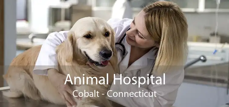 Animal Hospital Cobalt - Connecticut