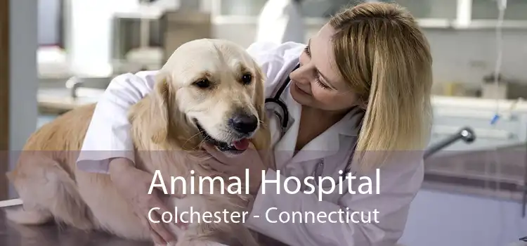 Animal Hospital Colchester - Connecticut