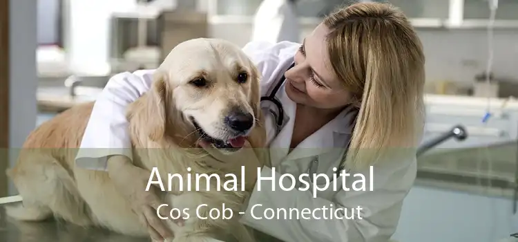 Animal Hospital Cos Cob - Connecticut