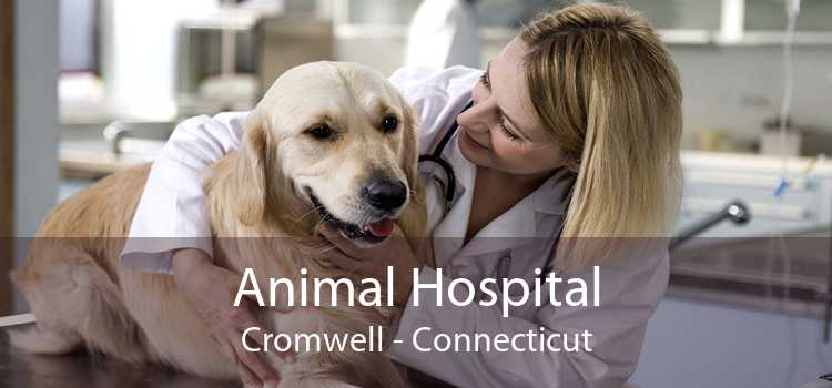 Animal Hospital Cromwell - Connecticut
