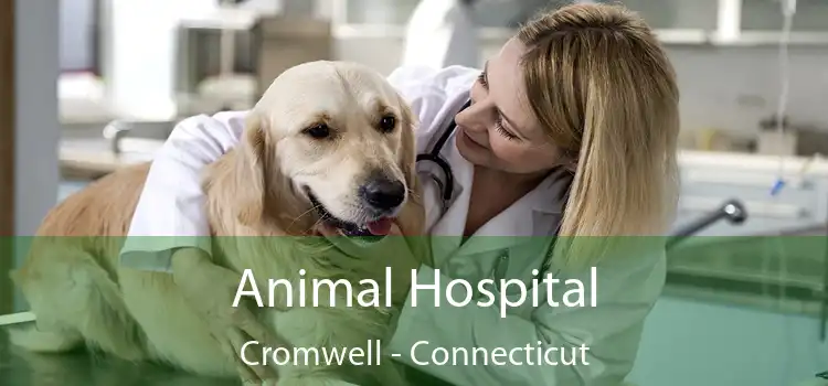 Animal Hospital Cromwell - Connecticut