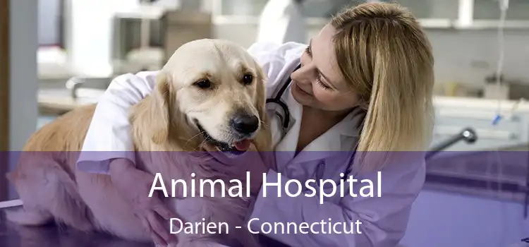 Animal Hospital Darien - Connecticut