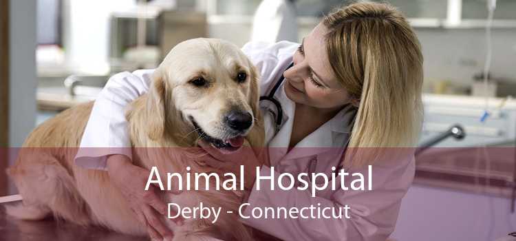 Animal Hospital Derby - Connecticut