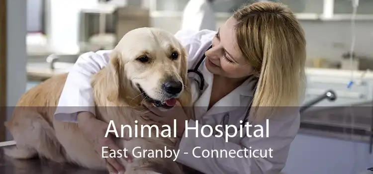 Animal Hospital East Granby - Connecticut