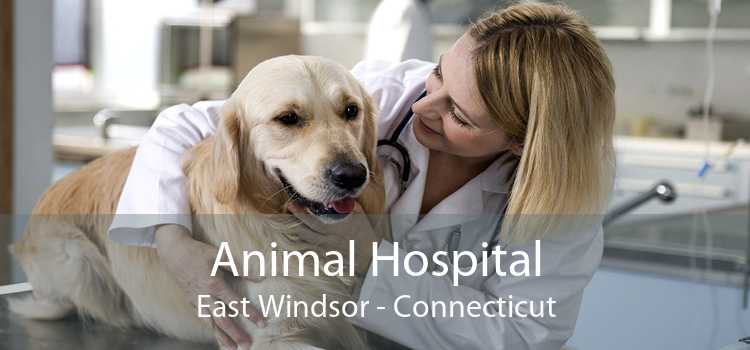 Animal Hospital East Windsor - Connecticut