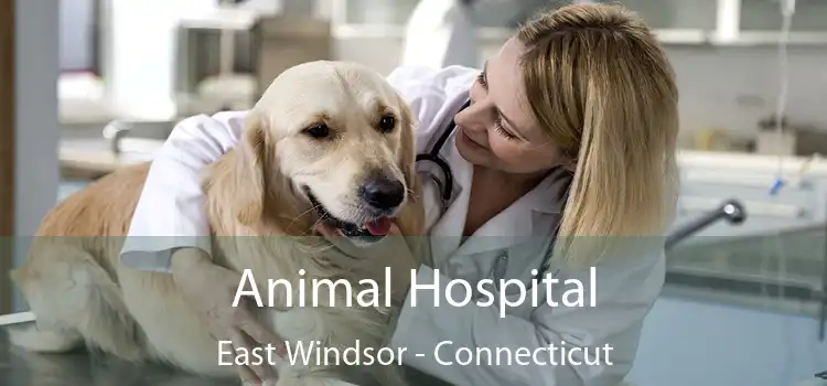 Animal Hospital East Windsor - Connecticut
