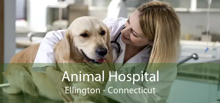 Animal Hospital Ellington - Connecticut