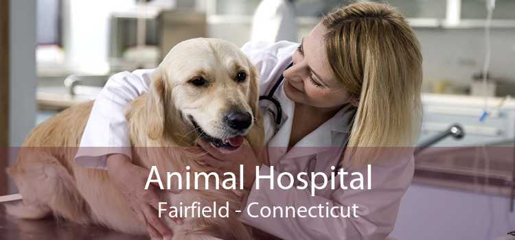 Animal Hospital Fairfield - Connecticut