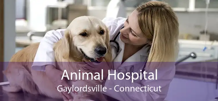 Animal Hospital Gaylordsville - Connecticut