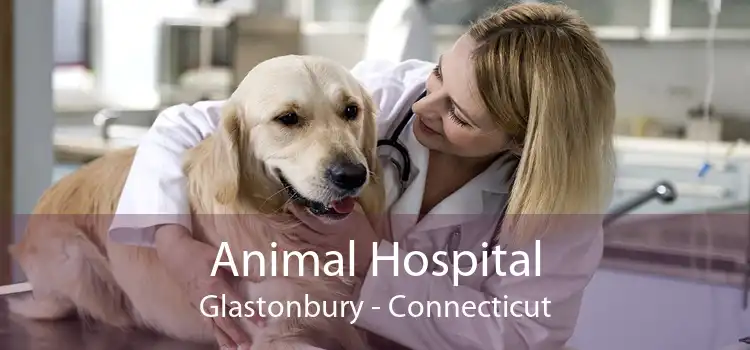 Animal Hospital Glastonbury - Connecticut