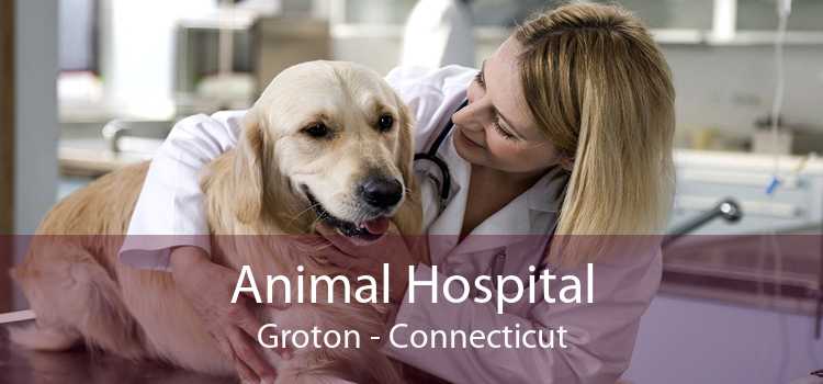 Animal Hospital Groton - Connecticut