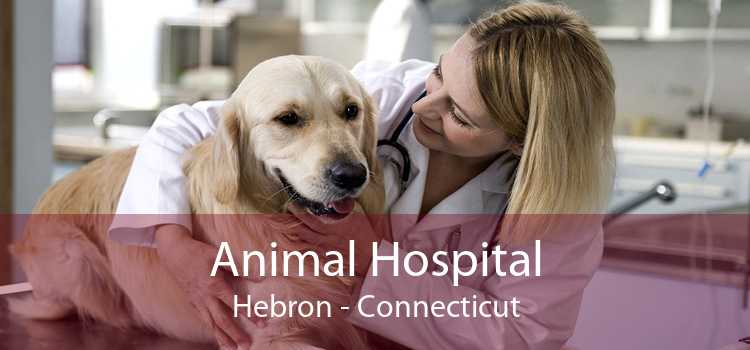 Animal Hospital Hebron - Connecticut