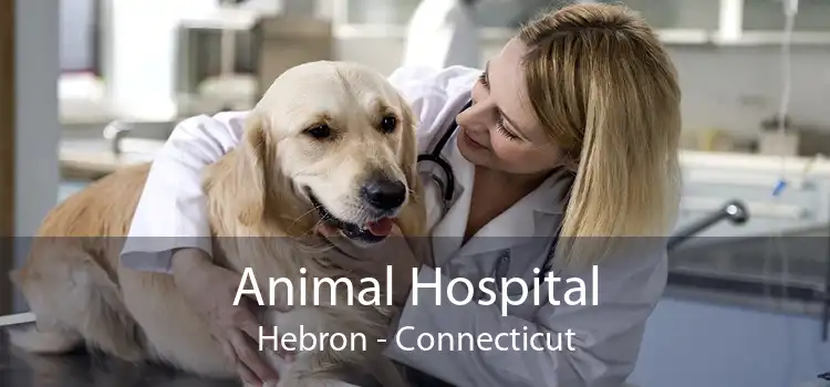 Animal Hospital Hebron - Connecticut