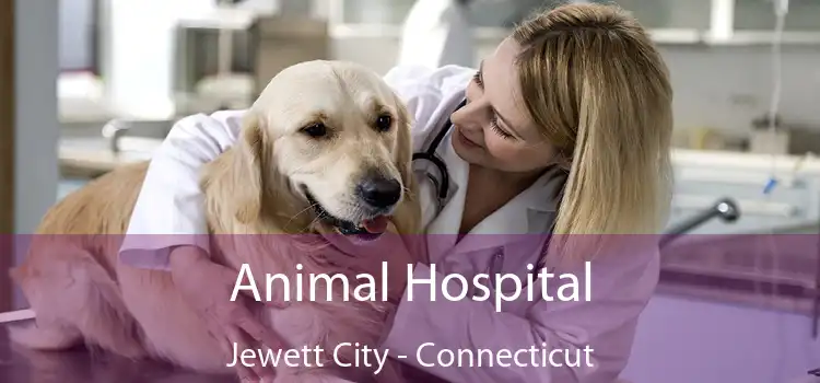 Animal Hospital Jewett City - Connecticut