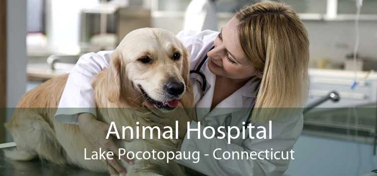Animal Hospital Lake Pocotopaug - Connecticut