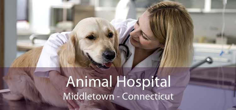 Animal Hospital Middletown - Connecticut