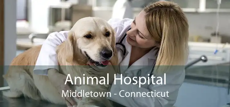 Animal Hospital Middletown - Connecticut