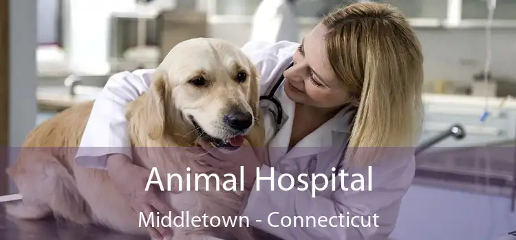 Animal Hospital Middletown - Connecticut