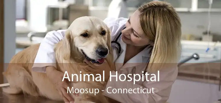 Animal Hospital Moosup - Connecticut