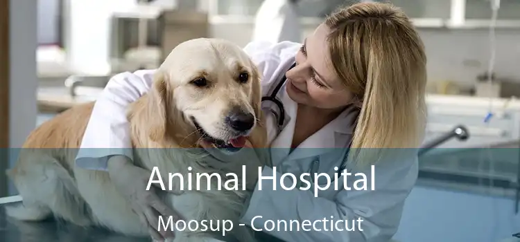 Animal Hospital Moosup - Connecticut