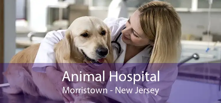 Animal Hospital Morristown - New Jersey