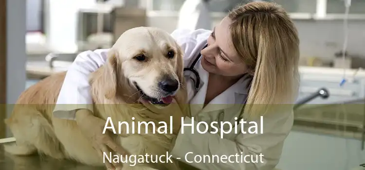 Animal Hospital Naugatuck - Connecticut