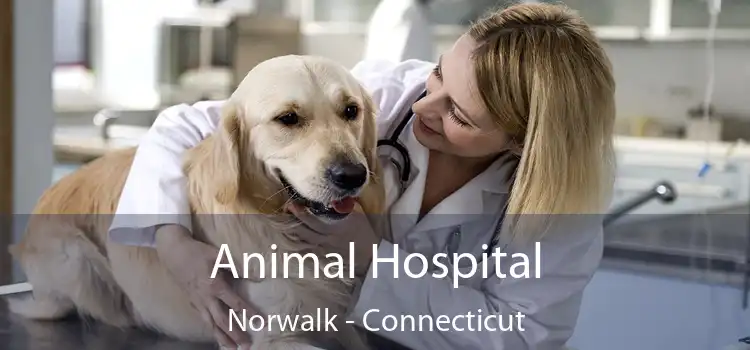 Animal Hospital Norwalk - Connecticut