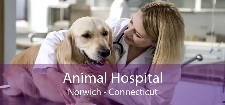 Animal Hospital Norwich - Connecticut