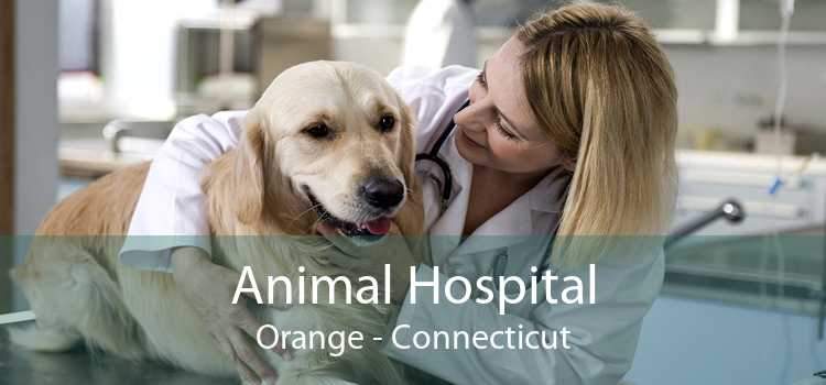 Animal Hospital Orange - Connecticut
