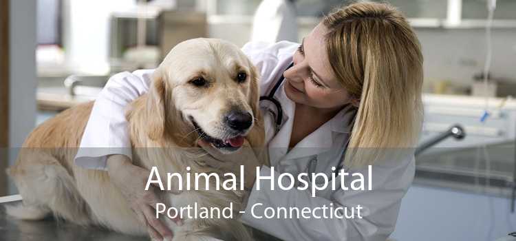 Animal Hospital Portland - Connecticut