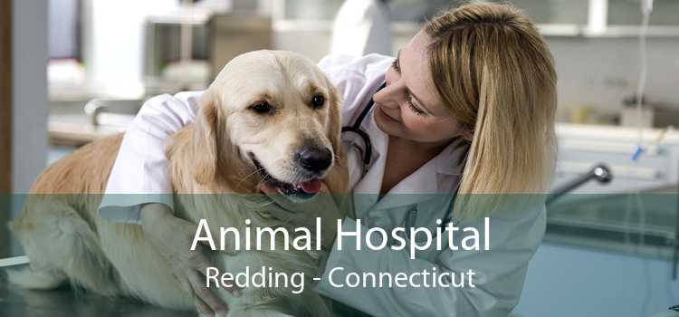 Animal Hospital Redding - Connecticut