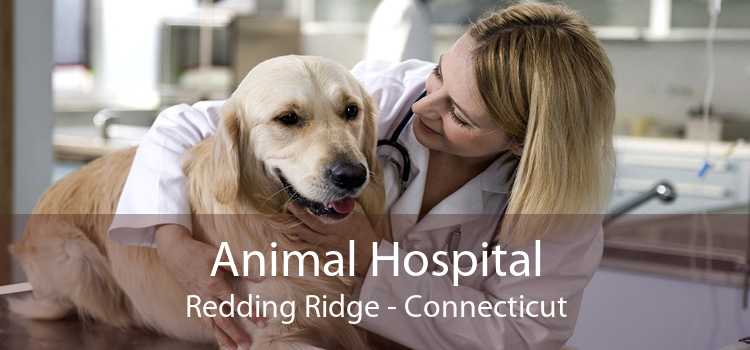 Animal Hospital Redding Ridge - Connecticut