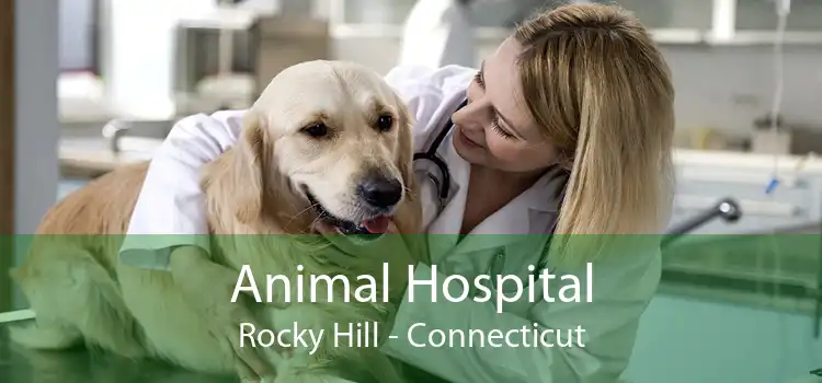 Animal Hospital Rocky Hill - Connecticut