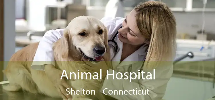 Animal Hospital Shelton - Connecticut