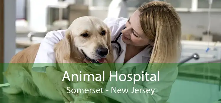 Animal Hospital Somerset - New Jersey