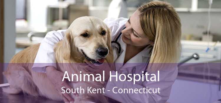Animal Hospital South Kent - Connecticut