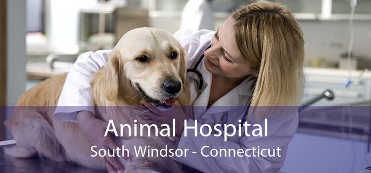 Animal Hospital South Windsor - Connecticut