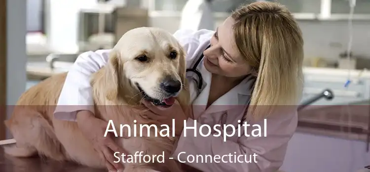 Animal Hospital Stafford - Connecticut