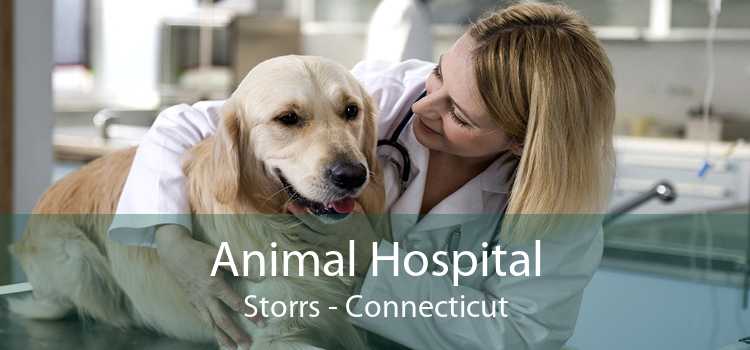 Animal Hospital Storrs - Connecticut