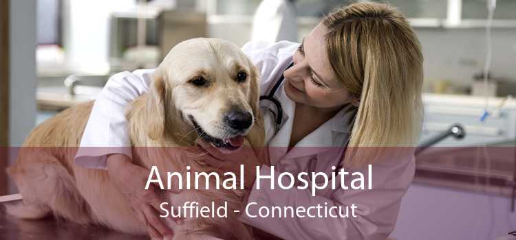 Animal Hospital Suffield - Connecticut