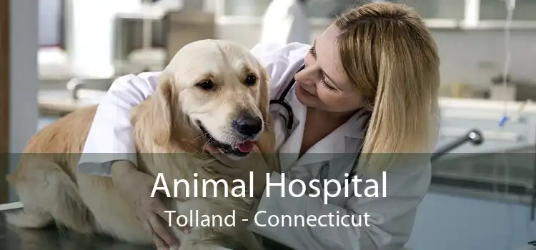 Animal Hospital Tolland - Connecticut