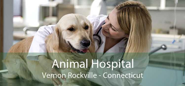 Animal Hospital Vernon Rockville - Connecticut